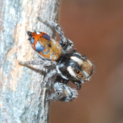 Maratus calcitrans (Kicking peacock spider) at Stromlo, ACT - 29 Sep 2023 by Harrisi