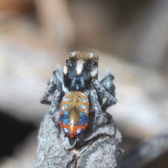 Maratus calcitrans at Block 402 - 29 Sep 2023