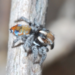 Maratus calcitrans at Block 402 - 29 Sep 2023