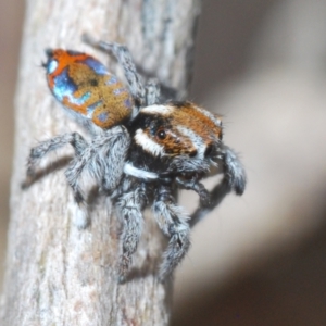 Maratus calcitrans at Block 402 - 29 Sep 2023