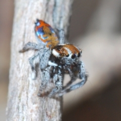 Maratus calcitrans at Block 402 - 29 Sep 2023