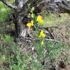 Cytisus scoparius subsp. scoparius (Scotch Broom, Broom, English Broom) at Hall, ACT - 27 Sep 2023 by strigo