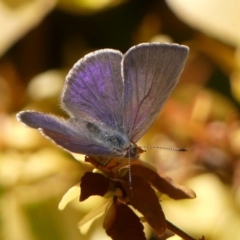 Erina hyacinthina (Varied Dusky-blue) at Braemar, NSW - 25 Sep 2023 by Curiosity