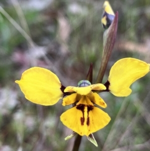 Diuris sp. (hybrid) at Hall, ACT - 21 Sep 2023