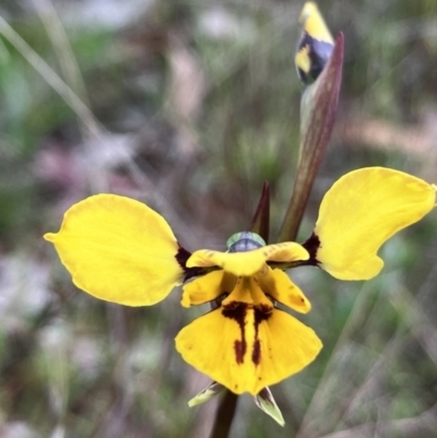 Diuris sp. (hybrid) (Hybrid Donkey Orchid) at Hall, ACT - 21 Sep 2023 by strigo