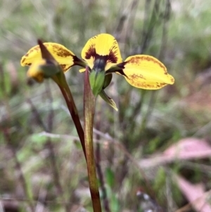 Diuris sp. (hybrid) at Hall, ACT - 21 Sep 2023