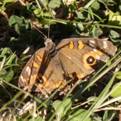 Junonia villida (Meadow Argus) at Braemar, NSW - 25 Sep 2023 by Curiosity