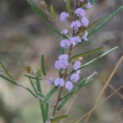 Hovea asperifolia subsp. asperifolia (Rosemary Hovea) at Namadgi National Park - 29 Sep 2023 by RAllen