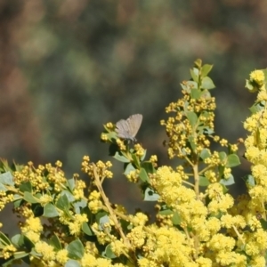 Nacaduba biocellata at Cotter River, ACT - 29 Sep 2023