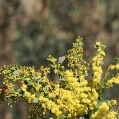 Nacaduba biocellata at Cotter River, ACT - 29 Sep 2023 01:59 PM