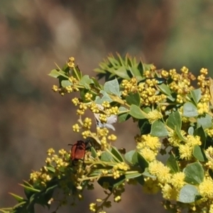 Nacaduba biocellata at Cotter River, ACT - 29 Sep 2023