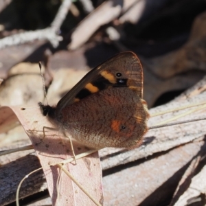 Argynnina cyrila at Paddys River, ACT - 29 Sep 2023 03:30 PM