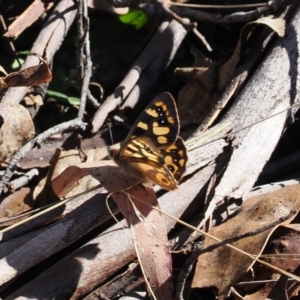 Argynnina cyrila at Paddys River, ACT - 29 Sep 2023 03:30 PM