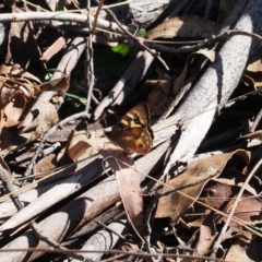 Argynnina cyrila at Paddys River, ACT - 29 Sep 2023 03:30 PM