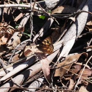 Argynnina cyrila at Paddys River, ACT - 29 Sep 2023 03:30 PM