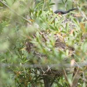 Acanthorhynchus tenuirostris at Borough, NSW - suppressed