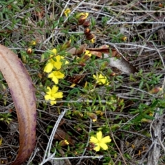 Unidentified Other Shrub at Borough, NSW - 27 Sep 2023 by Paul4K