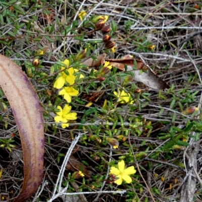 Hibbertia riparia at  - suppressed by Paul4K