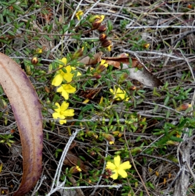 Hibbertia riparia at Borough, NSW - 27 Sep 2023 by Paul4K