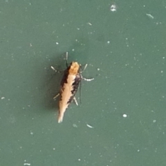 Monopis crocicapitella at Borough, NSW - 28 Sep 2023