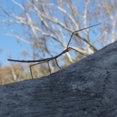 Acrophylla titan (Titan Stick Insect) at Boro - 27 Sep 2023 by Paul4K