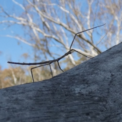 Acrophylla titan (Titan Stick Insect) at Boro - 27 Sep 2023 by Paul4K