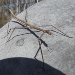 Acrophylla titan at Borough, NSW - 28 Sep 2023