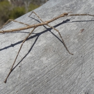 Acrophylla titan at Borough, NSW - 28 Sep 2023