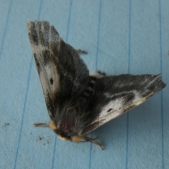 Nataxa flavescens (Nataxa Moth) at Borough, NSW - 28 Sep 2023 by Paul4K