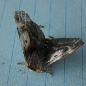 Nataxa flavescens at Borough, NSW - 29 Sep 2023