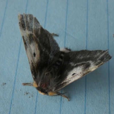 Nataxa flavescens (Nataxa Moth) at Borough, NSW - 28 Sep 2023 by Paul4K