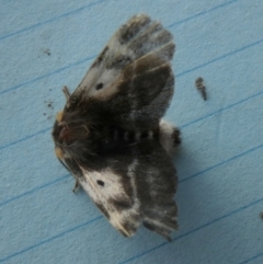 Nataxa flavescens at Borough, NSW - 29 Sep 2023