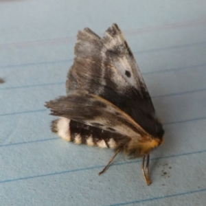 Nataxa flavescens at Borough, NSW - 29 Sep 2023