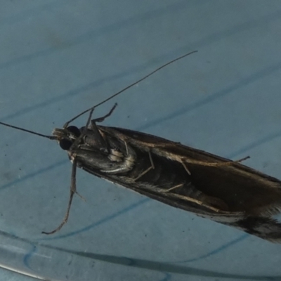 Philobota lysizona (A concealer moth) at Borough, NSW - 29 Sep 2023 by Paul4K