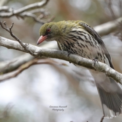 Oriolus sagittatus (Olive-backed Oriole) at Broulee, NSW - 28 Sep 2023 by Gee