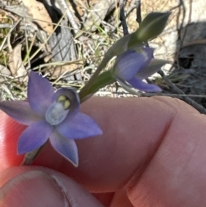 Thelymitra sp. (pauciflora complex) at Hall, ACT - suppressed