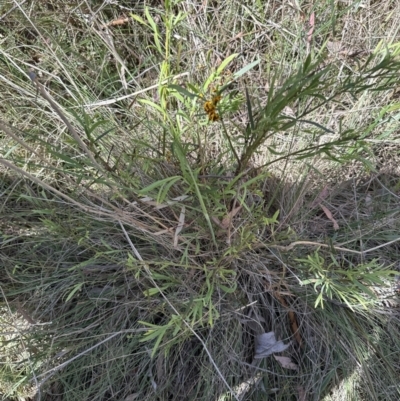 Daviesia leptophylla (Slender Bitter Pea) at Hall, ACT - 30 Sep 2023 by lbradley