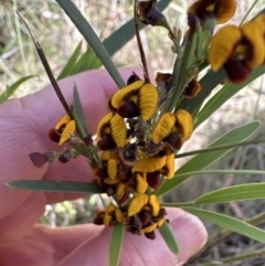 Daviesia leptophylla at Hall, ACT - 30 Sep 2023