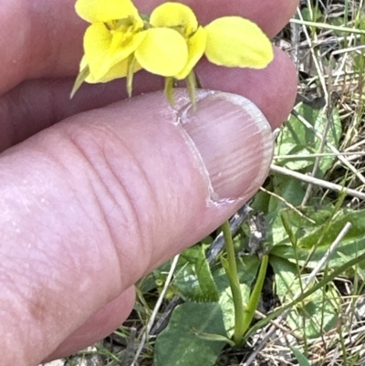 Diuris chryseopsis (Golden Moth) at Hall, ACT - 30 Sep 2023 by lbradley