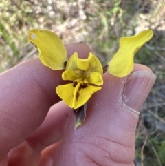 Diuris sp. (hybrid) (Hybrid Donkey Orchid) at Hall, ACT - 30 Sep 2023 by lbradley