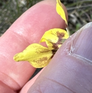 Diuris sp. (hybrid) at Hall, ACT - suppressed