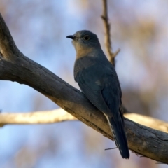 Cacomantis flabelliformis (Fan-tailed Cuckoo) at Majura, ACT - 28 Sep 2023 by jb2602