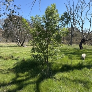 Fraxinus angustifolia at Hall, ACT - 30 Sep 2023