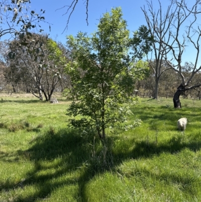 Fraxinus angustifolia (Desert Ash) at Hall, ACT - 30 Sep 2023 by lbradley