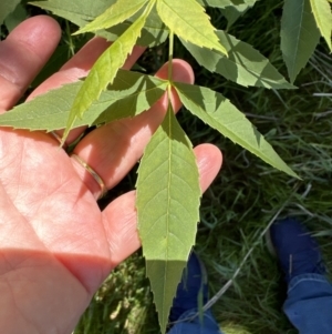 Fraxinus angustifolia at Hall, ACT - 30 Sep 2023