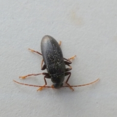 Alleculinae sp. (Subfamily) (Unidentified Comb-clawed beetle) at Borough, NSW - 28 Sep 2023 by Paul4K