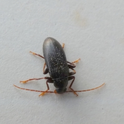 Alleculinae sp. (Subfamily) (Unidentified Comb-clawed beetle) at Borough, NSW - 28 Sep 2023 by Paul4K