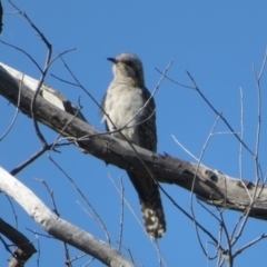 Cacomantis pallidus (Pallid Cuckoo) at Strathnairn, ACT - 29 Sep 2023 by Christine