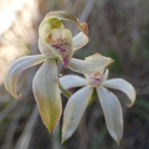 Caladenia moschata at Borough, NSW - suppressed