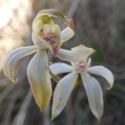 Caladenia moschata (Musky Caps) at Borough, NSW - 28 Sep 2023 by Paul4K